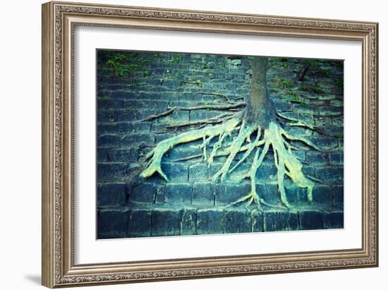 Tree with Roots Growing on a Rock-vvvita-Framed Photographic Print