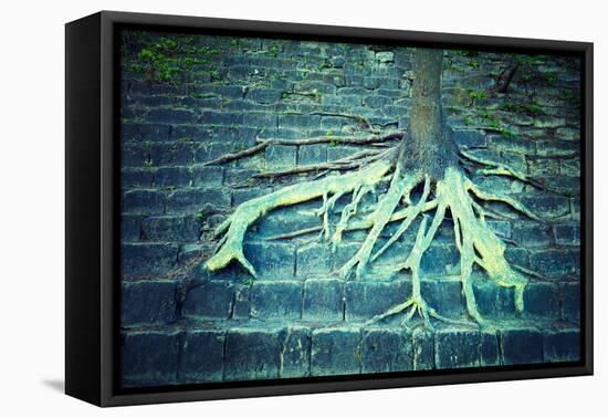 Tree with Roots Growing on a Rock-vvvita-Framed Premier Image Canvas