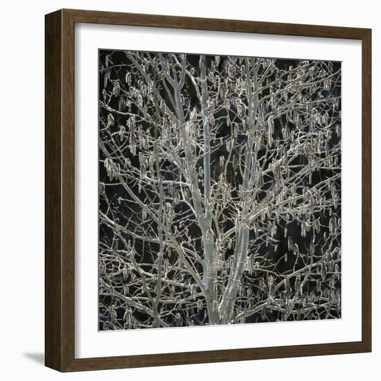 Tree with Seedpods at Night-Micha Pawlitzki-Framed Photographic Print