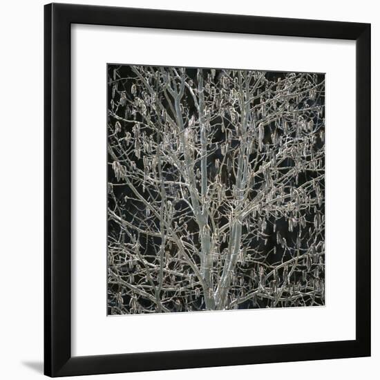 Tree with Seedpods at Night-Micha Pawlitzki-Framed Photographic Print