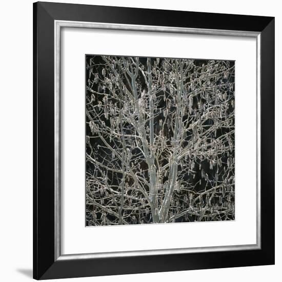 Tree with Seedpods at Night-Micha Pawlitzki-Framed Photographic Print