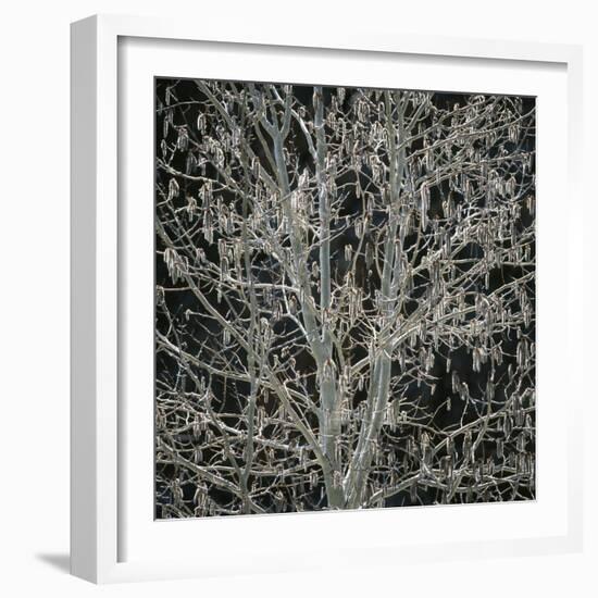 Tree with Seedpods at Night-Micha Pawlitzki-Framed Photographic Print