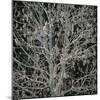 Tree with Seedpods at Night-Micha Pawlitzki-Mounted Photographic Print