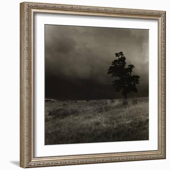 Tree With Sheep, Mist and Low Cloud-Fay Godwin-Framed Giclee Print