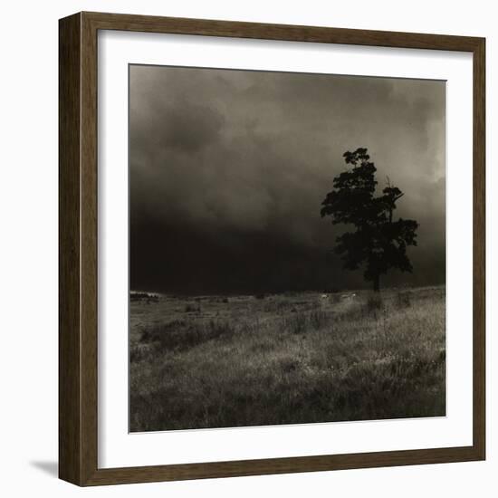 Tree With Sheep, Mist and Low Cloud-Fay Godwin-Framed Giclee Print