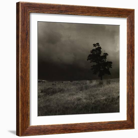 Tree With Sheep, Mist and Low Cloud-Fay Godwin-Framed Giclee Print