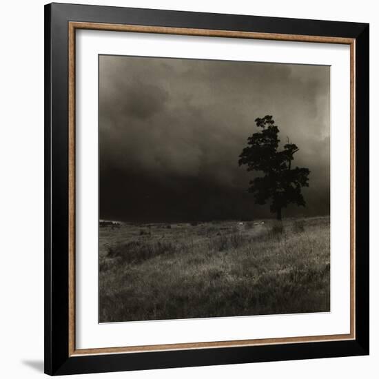 Tree With Sheep, Mist and Low Cloud-Fay Godwin-Framed Giclee Print