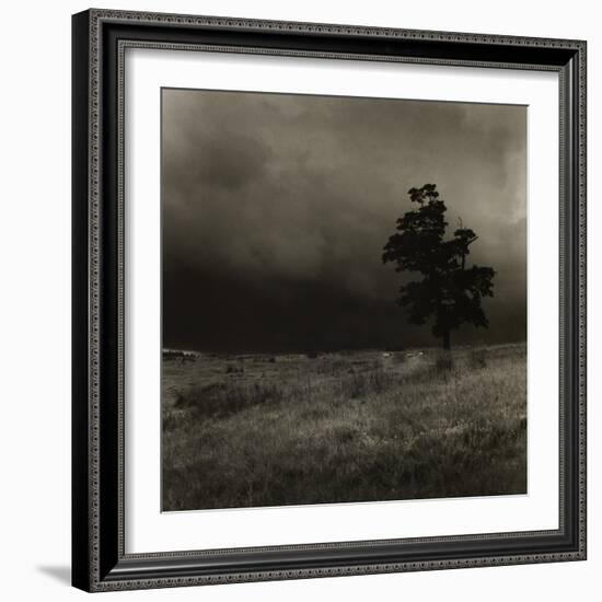 Tree With Sheep, Mist and Low Cloud-Fay Godwin-Framed Giclee Print