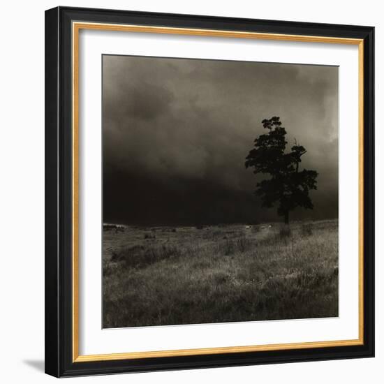 Tree With Sheep, Mist and Low Cloud-Fay Godwin-Framed Giclee Print