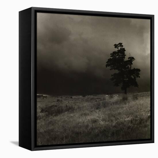 Tree With Sheep, Mist and Low Cloud-Fay Godwin-Framed Premier Image Canvas
