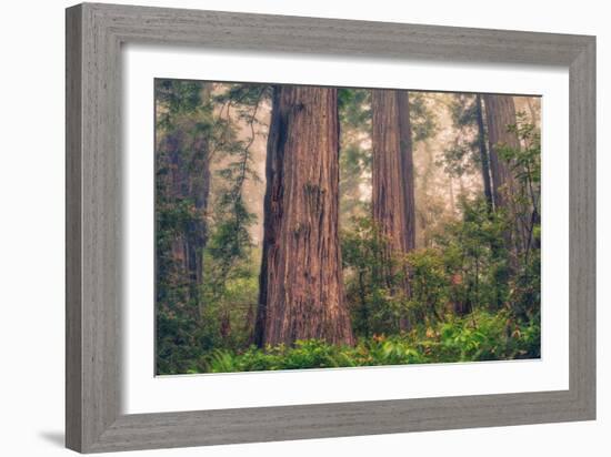 Tree World - Redwood National and State Park, California Coast-Vincent James-Framed Photographic Print
