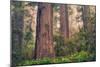 Tree World - Redwood National and State Park, California Coast-Vincent James-Mounted Photographic Print
