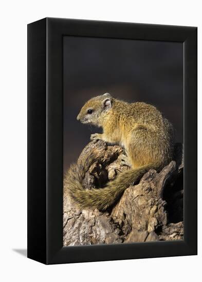 Tree (yellow-footed) squirrel (Paraxerus cepapi), Chobe National Park, Botswana, Africa-Ann and Steve Toon-Framed Premier Image Canvas