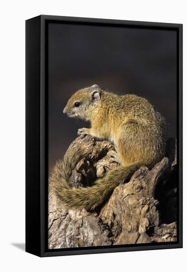 Tree (yellow-footed) squirrel (Paraxerus cepapi), Chobe National Park, Botswana, Africa-Ann and Steve Toon-Framed Premier Image Canvas