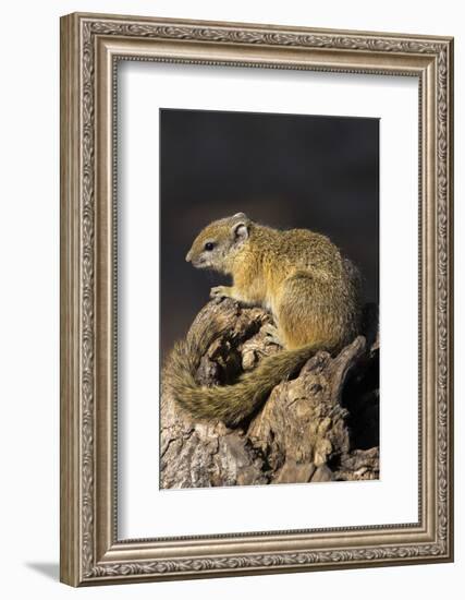 Tree (yellow-footed) squirrel (Paraxerus cepapi), Chobe National Park, Botswana, Africa-Ann and Steve Toon-Framed Photographic Print