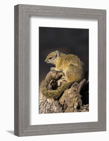 Tree (yellow-footed) squirrel (Paraxerus cepapi), Chobe National Park, Botswana, Africa-Ann and Steve Toon-Framed Photographic Print