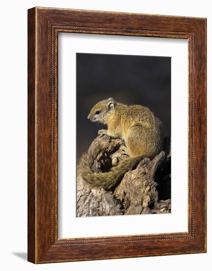 Tree (yellow-footed) squirrel (Paraxerus cepapi), Chobe National Park, Botswana, Africa-Ann and Steve Toon-Framed Photographic Print