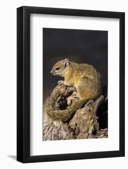 Tree (yellow-footed) squirrel (Paraxerus cepapi), Chobe National Park, Botswana, Africa-Ann and Steve Toon-Framed Photographic Print