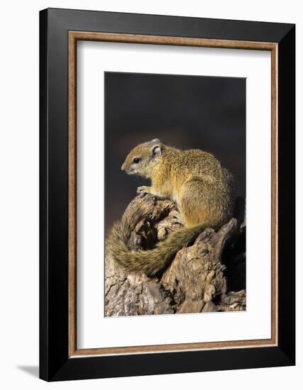 Tree (yellow-footed) squirrel (Paraxerus cepapi), Chobe National Park, Botswana, Africa-Ann and Steve Toon-Framed Photographic Print