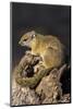 Tree (yellow-footed) squirrel (Paraxerus cepapi), Chobe National Park, Botswana, Africa-Ann and Steve Toon-Mounted Photographic Print