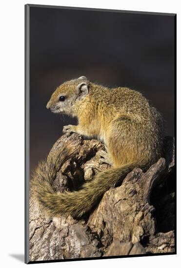 Tree (yellow-footed) squirrel (Paraxerus cepapi), Chobe National Park, Botswana, Africa-Ann and Steve Toon-Mounted Photographic Print