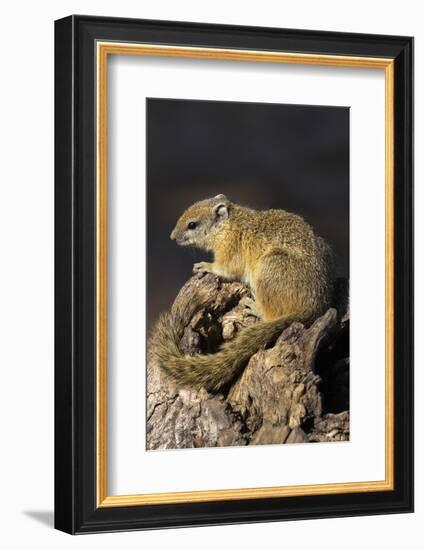 Tree (yellow-footed) squirrel (Paraxerus cepapi), Chobe National Park, Botswana, Africa-Ann and Steve Toon-Framed Photographic Print