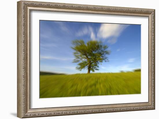 Tree zoomed against blue sky-Charles Bowman-Framed Photographic Print