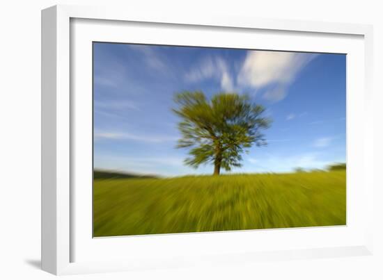 Tree zoomed against blue sky-Charles Bowman-Framed Photographic Print
