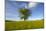 Tree zoomed against blue sky-Charles Bowman-Mounted Photographic Print