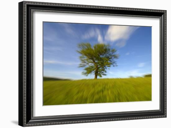 Tree zoomed against blue sky-Charles Bowman-Framed Photographic Print