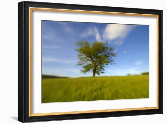 Tree zoomed against blue sky-Charles Bowman-Framed Photographic Print