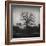 Tree-Tomislav Bogovic-Framed Photographic Print