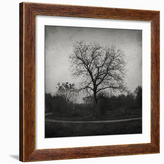 Tree-Tomislav Bogovic-Framed Photographic Print