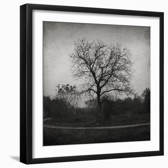 Tree-Tomislav Bogovic-Framed Photographic Print