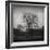 Tree-Tomislav Bogovic-Framed Photographic Print