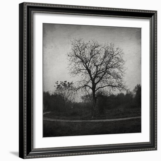 Tree-Tomislav Bogovic-Framed Photographic Print