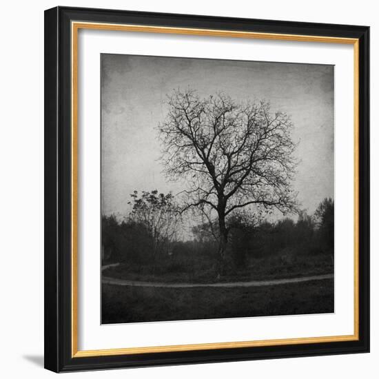 Tree-Tomislav Bogovic-Framed Photographic Print