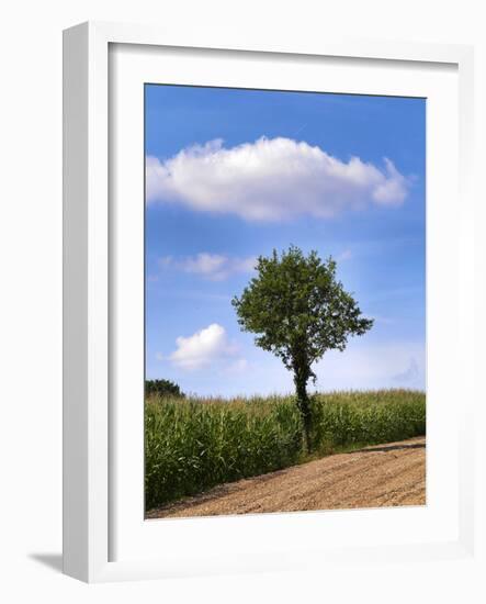 Tree-Charles Bowman-Framed Photographic Print