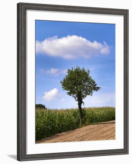 Tree-Charles Bowman-Framed Photographic Print