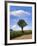 Tree-Charles Bowman-Framed Photographic Print