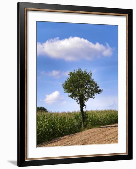 Tree-Charles Bowman-Framed Photographic Print