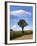 Tree-Charles Bowman-Framed Photographic Print