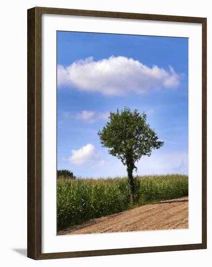 Tree-Charles Bowman-Framed Photographic Print