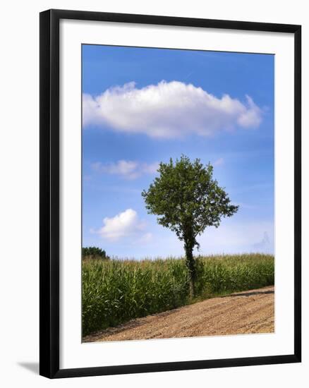 Tree-Charles Bowman-Framed Photographic Print