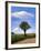 Tree-Charles Bowman-Framed Photographic Print