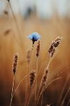 Blue Corn Flower-Treechild-Photographic Print