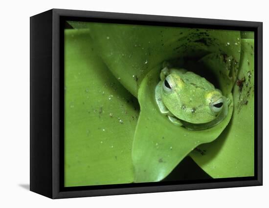 Treefrog in Center of Plant-Joe McDonald-Framed Premier Image Canvas