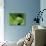 Treefrog in Center of Plant-Joe McDonald-Photographic Print displayed on a wall