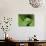 Treefrog in Center of Plant-Joe McDonald-Photographic Print displayed on a wall