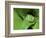 Treefrog in Center of Plant-Joe McDonald-Framed Photographic Print